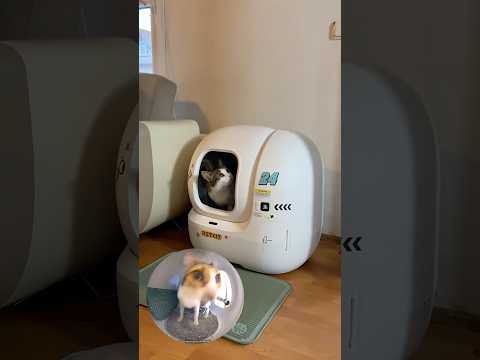 Hem kameralı hem de akıllı kedi tuvaletim geldi. Kürek derdine son Purobot Max Pro @PetkitTurkiye