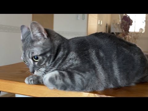 インターホン無理やめろ