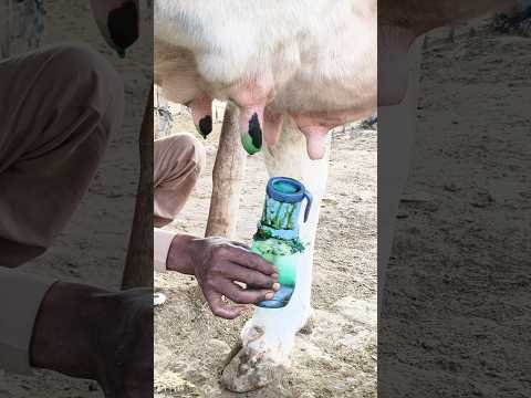 #cow #dairyherd #dairyfarming #farming #baffalo #dairyindustry #dairy #dairyproduction #milk