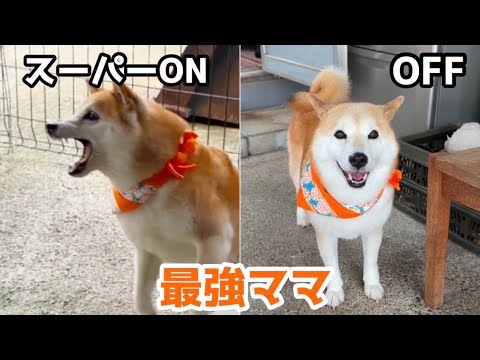 【衝撃】いつもおっとり柴犬ママが本気を出した結果…バタバタしているw