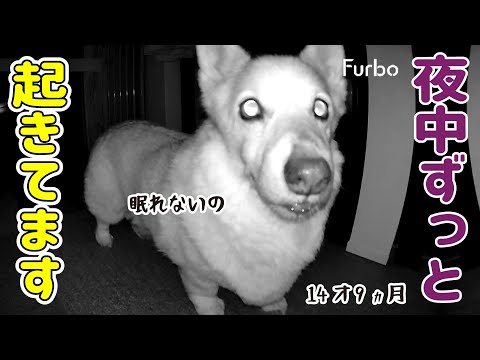 ついに夜に寝なくなったシニアコーギー