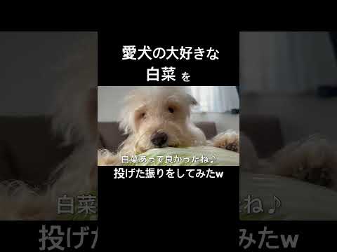 愛犬の大好きな白菜を投げた振りw