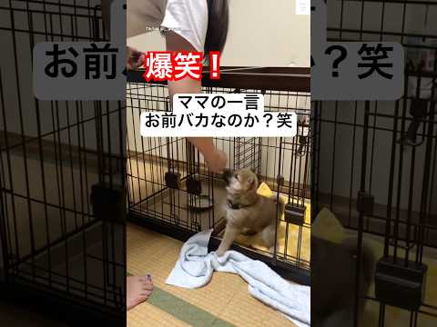 子犬の癒し映像｜柴犬のかわいさと笑いが満載 サムネイル