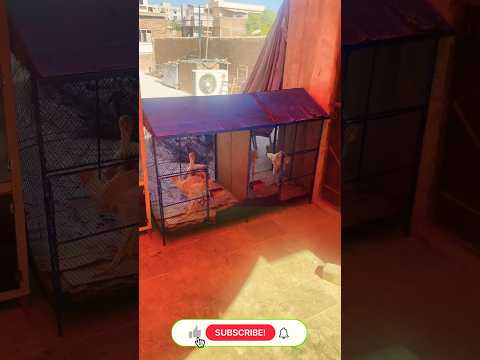 Aseel Cage Ko Color Kr K Murga Shift Krdiye 😍 Part 2 💖 #shorts #ytshorts #shortsfeed #petsvlog