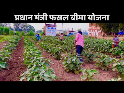 Pradhan Mantri Fasal Bima Yojna - A Scheme by Government for Farmers