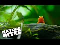 Golden Mantella Frogs: Conservation and Behavior