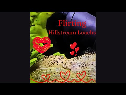 Flirting Fish shorts  
I caught my Hill stream loaches flirting.