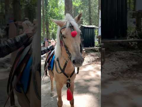 Lihat kuda jajan ke warung #bocil #kuda #horse #lucu #funny #shorts