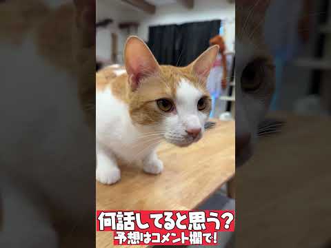 猫の動画サムネイル - この子猫はなんて言ってるの？ #shorts  #猫 #猫のいる暮らし #保護猫 #trnb