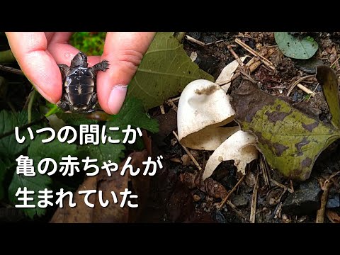 ビオトープで亀を飼育した結果 クサガメが勝手に生まれて自由に育つ自律型ビオトープ
