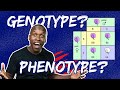 Exploring Genotype, Phenotype, and Punnett Squares