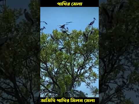 অতিথি পাখির মিলন মেলা #news #birds #banglanews