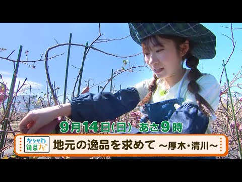 かながわ旬菜ナビ　次回予告（9月14日放送）