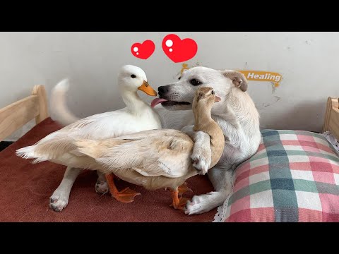 Super funny! Both ducks fell in love with the puppy, and the rabbit was very angry! Cute and healing