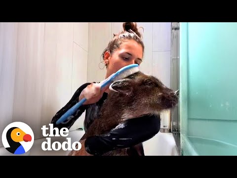 This Pig Owns His Mom | The Dodo