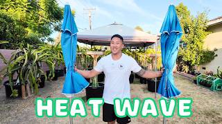 How I Protect My Dragonfruit From SCORCHING HOT Weather