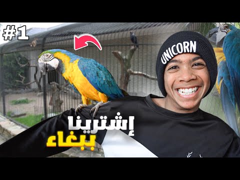 أشترينا ببغاء ! 🦜