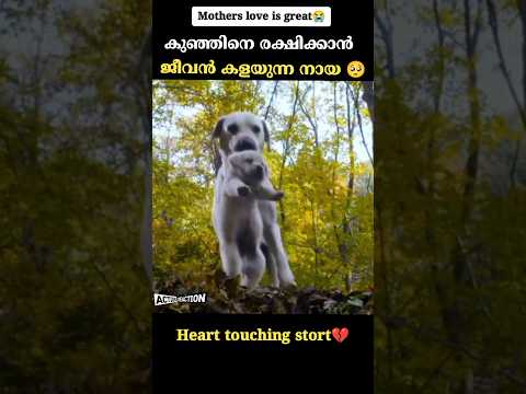 ‼️Dog dies for her baby ?⁉️|| malayalam | #shortsfeed#ytshorts #trending#Malayalamshorts