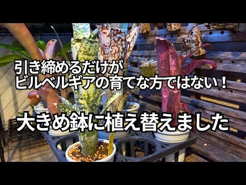 2號から3.5號鉢へ!ビルベルギアの親木作りの為に植え替えをしました。