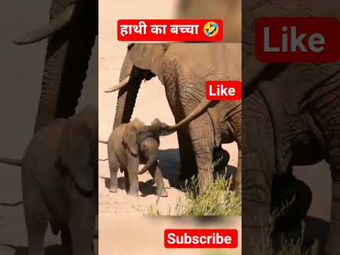 😱 ओह माय गॉड हाथी राजा और उसका बच्चा 🤣#elephant #animal
