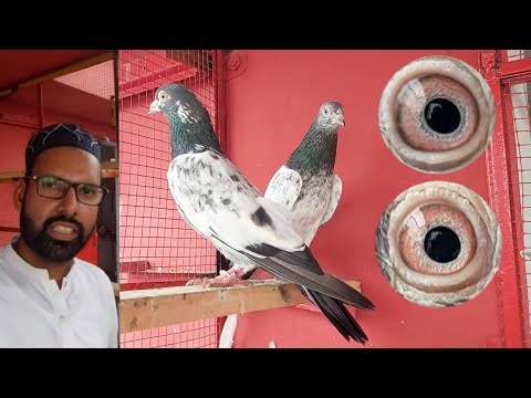 Purani Nasal K Kamager Kabootar | Hashim Mahmood Pigeons