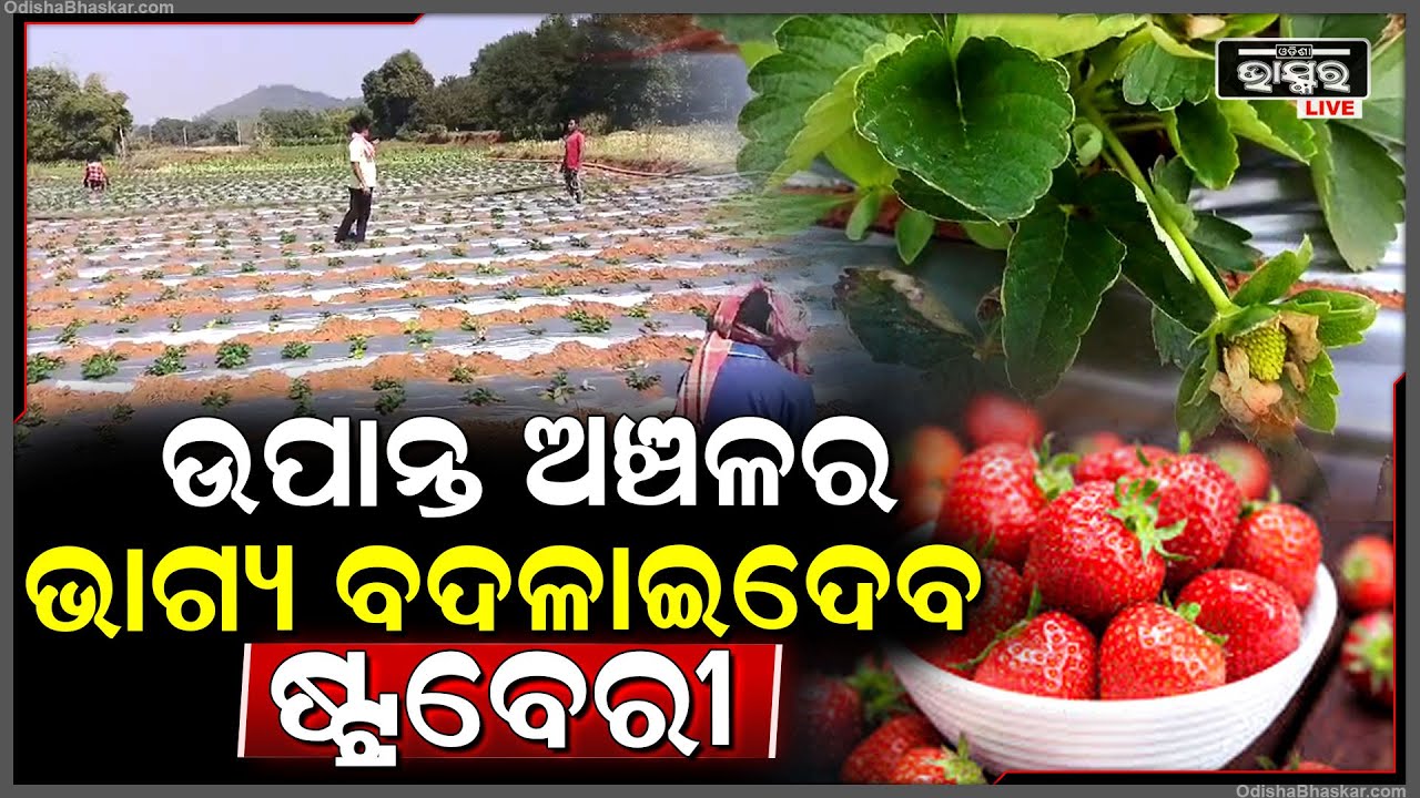 ଉପାନ୍ତ ଅଞ୍ଚଳର ଭାଗ୍ୟ ବଦଳାଇଦେବ ଷ୍ଟ୍ରବେରୀ, ଖୁସିରେ ନାଚୁଛନ୍ତି ୩୦ ଚାଷୀ ...