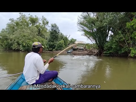 Penuh perjuangan menaikkan ikan Barramundi ini, hasil pun melimpah kali ini