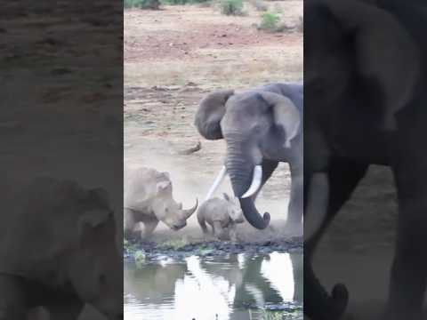 ELEPHANT ATTACKS Rhino & Baby! 🐘