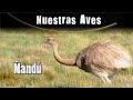 Características y Hábitos del Ñandú