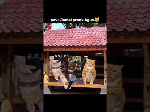 sangat pintar🗿👍🏿#cat #imut #catmemes #kucinglucu #funny #memengakakkocak #lawak #shorts #catlovers