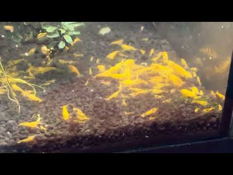 Yellow King Kong shrimp Yellow King Kong colony in 10 gallon aquarium.