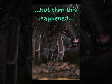 Intriguing Interaction Between a Roach and a Tarantula