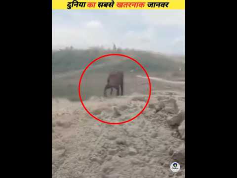 The most dangerous animal in the zoo #viral
