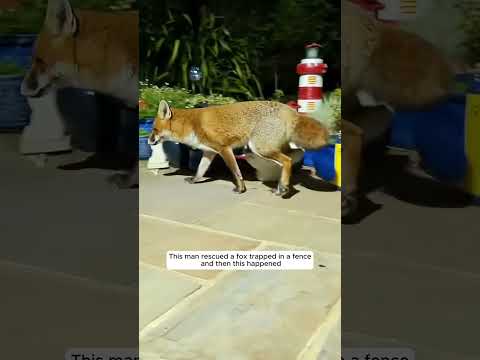 This man rescued a fox trapped in a fence and then this happened #animalshorts #shortvideo