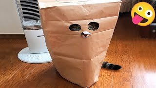 Funny Animals 2023: Cats, Dogs, and Non-Stop Laughter! 😺🐶 #140