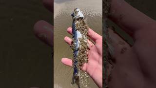 Sand Piranhas Infest Everything at the Beach! #animals #nature #shorts