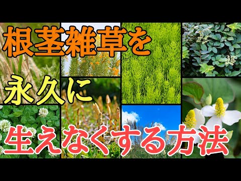 雑草対策|除草剤不要で根茎で増える雑草を永久に生えなくする方法