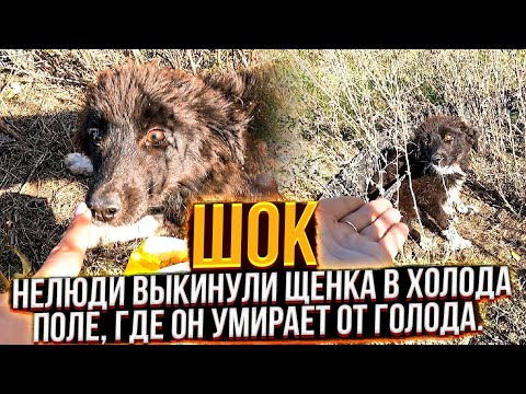 В Пустом, холодном поле, бегает истощенный, испуганный щенок. Его туда выкинули бессердечные твари🤬