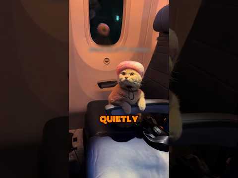 Cat on the plane #cat