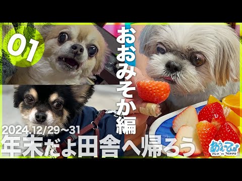 【2024.12/29-31】年末だよ田舎へ帰ろう シーズー犬てんぽvol.01