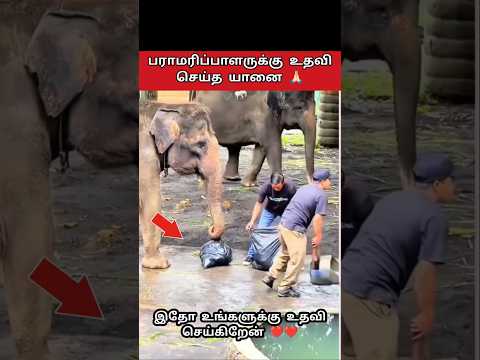 பராமரிப்பாளருக்கு உதவிய யானை.!🐘🧹 #shorts #elephant #TRENDING