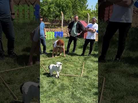 Sadece 3 tahtaya dokun koyun şeklin içinde olsun !