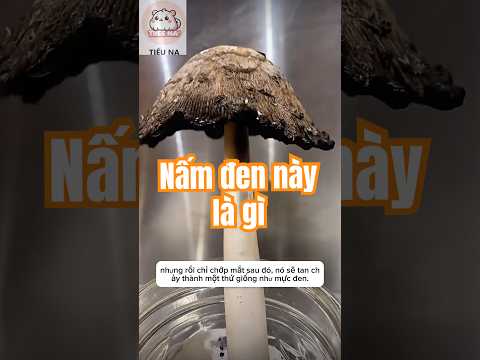 Cùng tìm hiểu xem loại nấm đặc biệt này có gì nào?