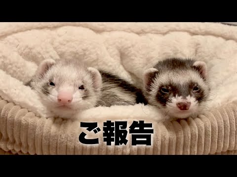 ふうちゃんが亡くなりました。