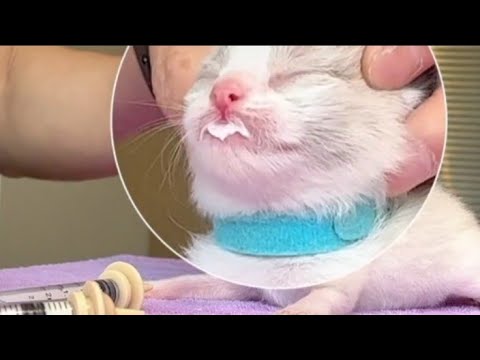 "Milk Time Magic: Kitten Feeding Moments"