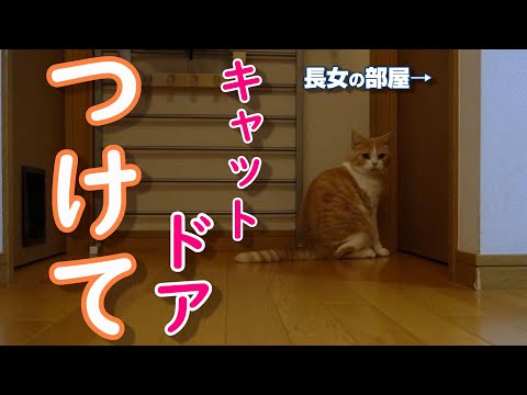 夜な夜な長女の部屋を訪問する猫の為にキャットドアをつけたらこうなった【スコティッシュフォールド】【アビシニアン】