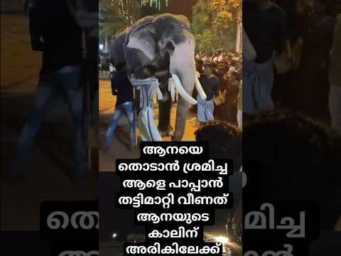 ആനയെ തൊടാൻ ശ്രമിച്ച ആളെ പാപ്പാൻ തട്ടിമാറ്റി വീണത് ആനയുടെ കാലിന് അരികിലേക്ക്