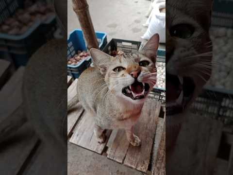 Why You Like Cat 😸Coz He Is 🤣#cat #catfunny #funny #catvideos #funnyanimal