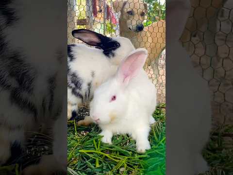 #cute #yummy #rabbit #rabbits #lovely #love #shortvideo #short #shorts #top #funny #shortvideo #top