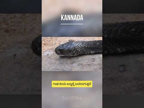 The Black Mamba | ಬ್ಲಾಕ್ ಮಾಂಬಾ